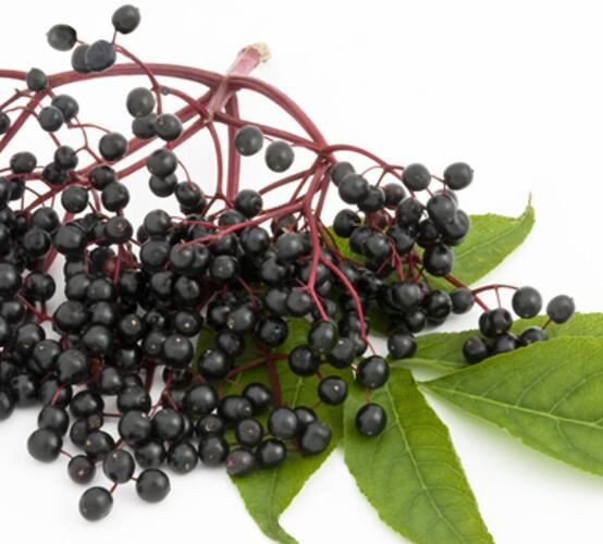 black elderberry extract benefits