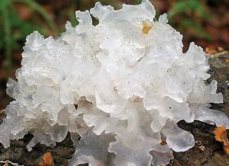What is tremella good for What is tremella good for