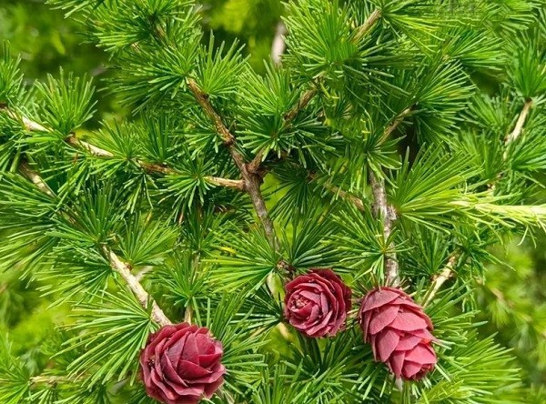 Larch Tree Larch Tree