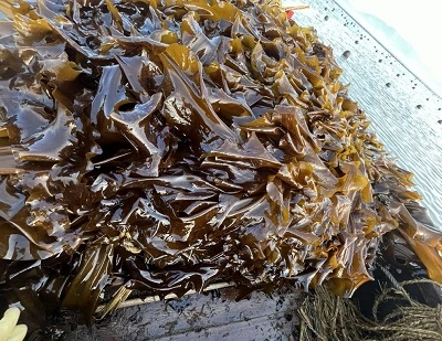 Kelp vs Seaweed: nyckelskillnader, fördelar, användningsområden och vilken är bättre?