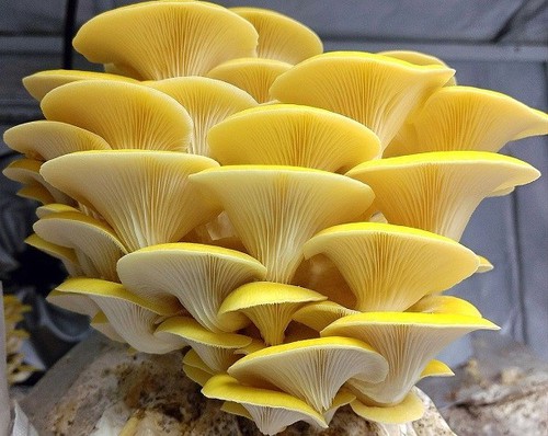 Golden Oyster Mushroom Golden Oyster Mushroom