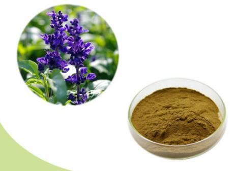 Salvia Officinalis Blad Extrakt