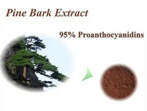Pinus Massoniana Bark Extrakt
