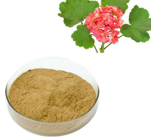 Pelargonium Sidoides extraktpulver